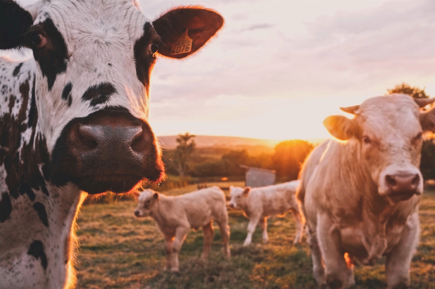 2025 Qurbani Campaign: 1,800 Families Served